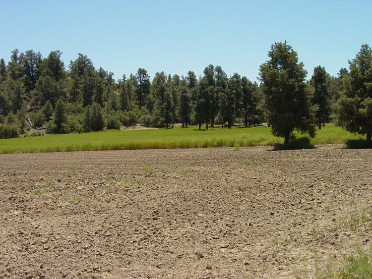 Meadow